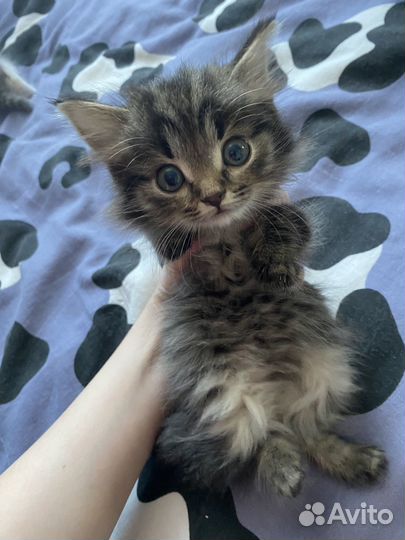 Отдам котенка в добрые руки