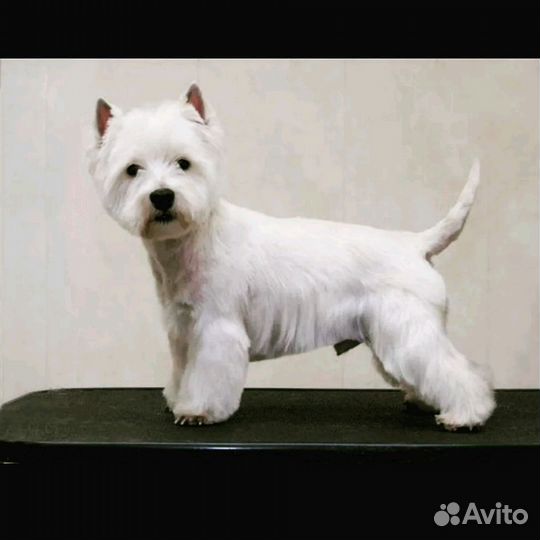 Стрижка собак