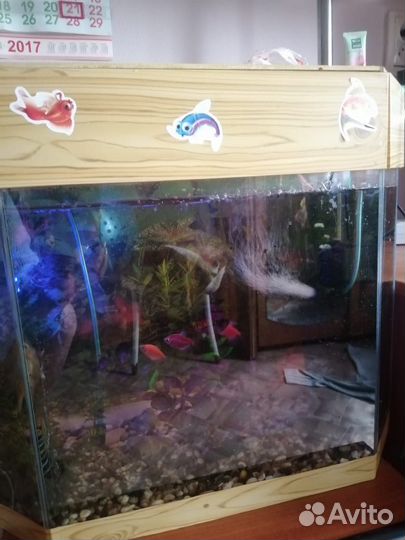 Аквариум с рыбками
