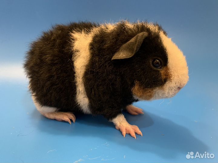 Морская свинка