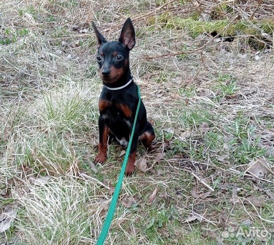 Цвергпинчер