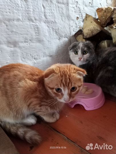 Котята в добрые руки