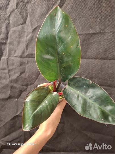 Филодендрон конго ред