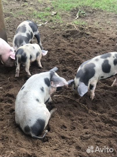 Поросята