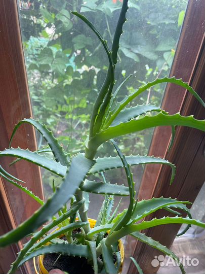 Алое 3 года