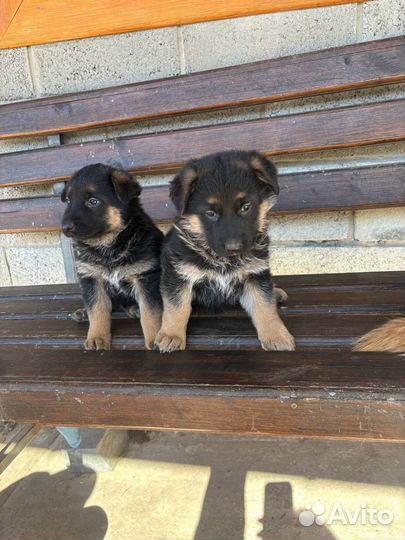 Щенки немецкой овчарки