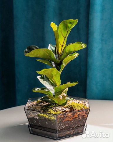 Фикус лирата бамбино