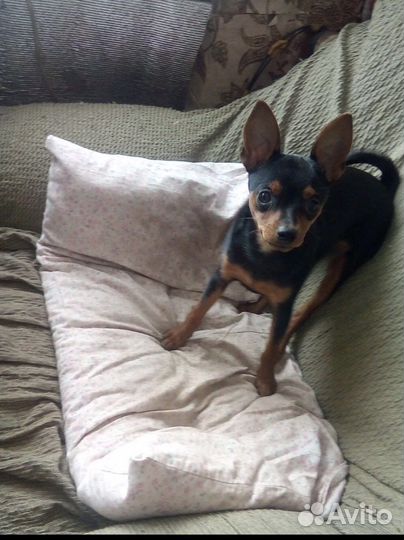 Той-терьер щенки