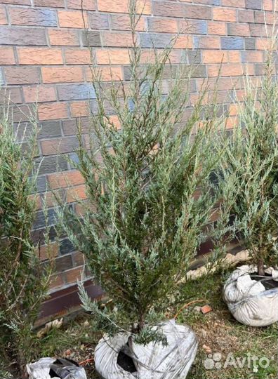 Можжевельник Блю Эрроу с доставкой с полей