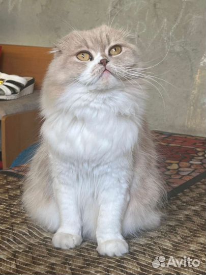 Продам скоттиш фолд