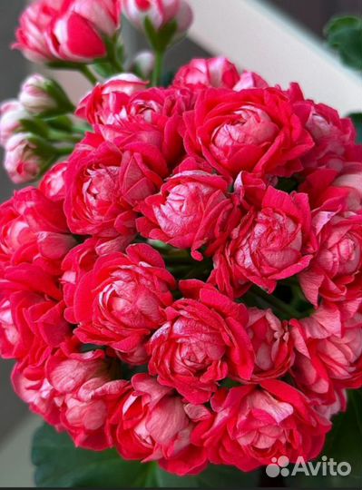 Черенки сортовой пеларгонии