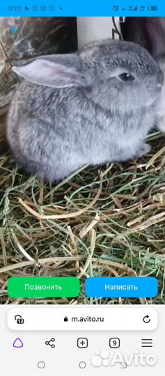 Продам кроликов