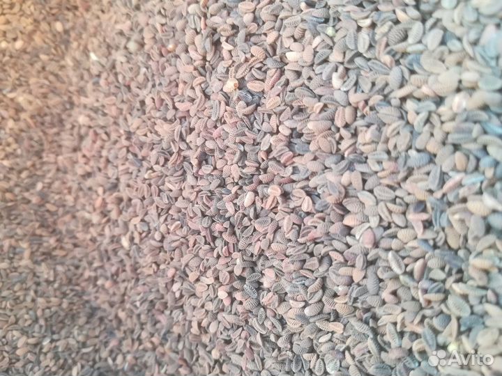 Семена фацелии