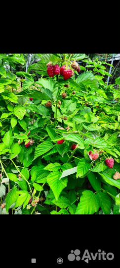 Малина, смородина, крыжовник/саженцы
