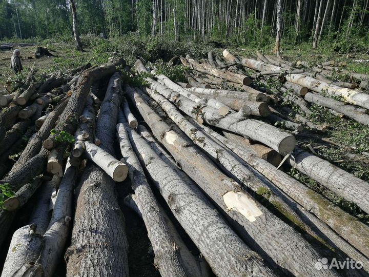 Дуб берёза липа