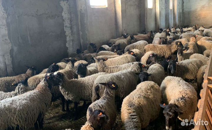 Баранчики ярки романовской породы чистокровные