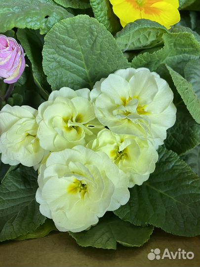 Примула беларина