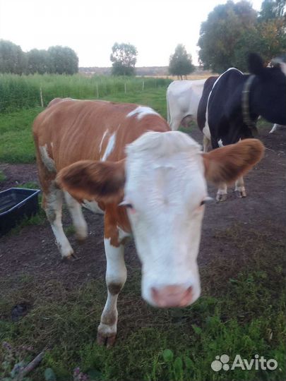 Телки симментал