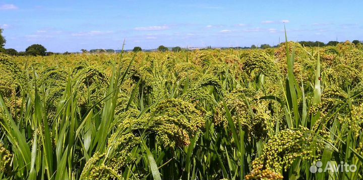 Просо красное