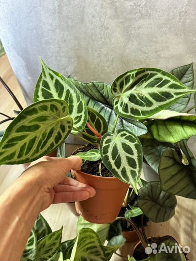 Антуриум сильвер блаш