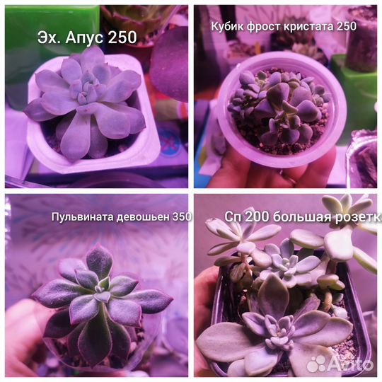 Суккуленты, литопсы