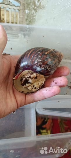 Улитки ахатины бесплатно