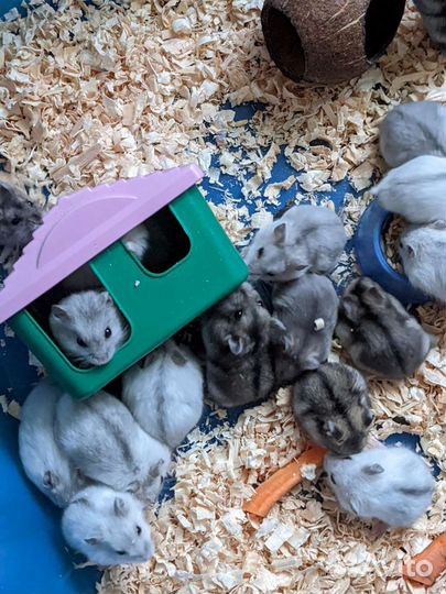 Джунгарский хомяк