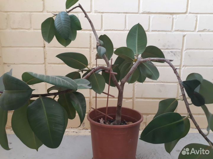 Фикус эластика