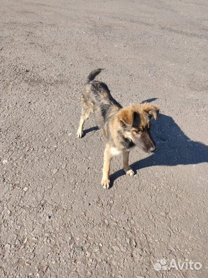 Собаки бесплатно в добрые руки