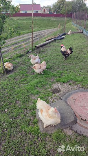 Куры породная птица