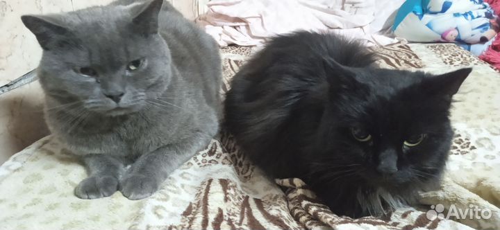 Кот и кошка