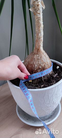 Бокарнея нолина домашнее растение