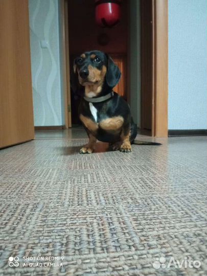 Вязка такса