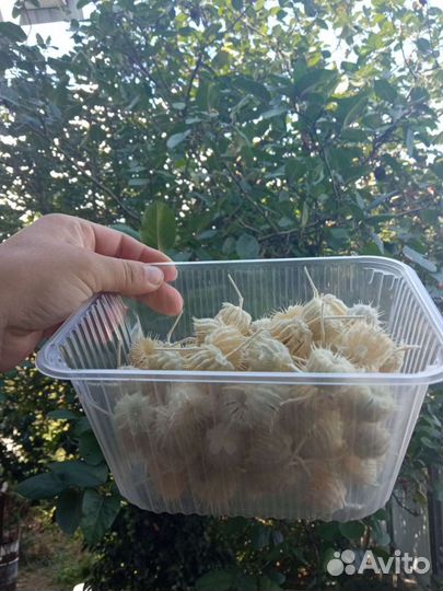 Канатник Теофраста коробочки сухоцвет