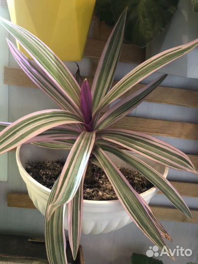 Традесканция рео