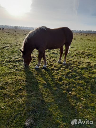 Жеребец тяжеловоз