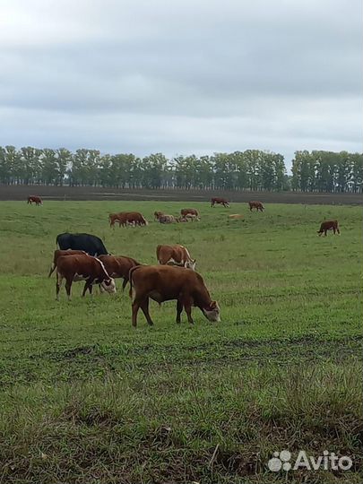 Быки, тёлки