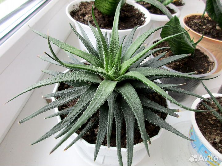 Хавортия полосатая