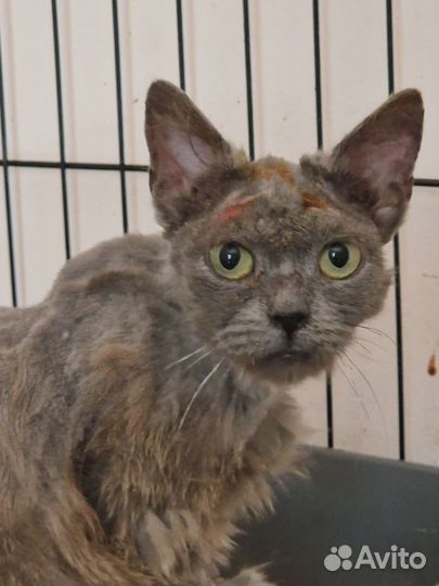 Кошка из зоны затопления хочет домой