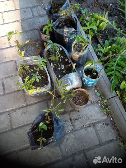 Девичий (дикий) виноград