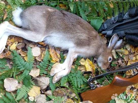 Охота на зайца с гончими