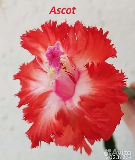 Декабрист шлюмбергера