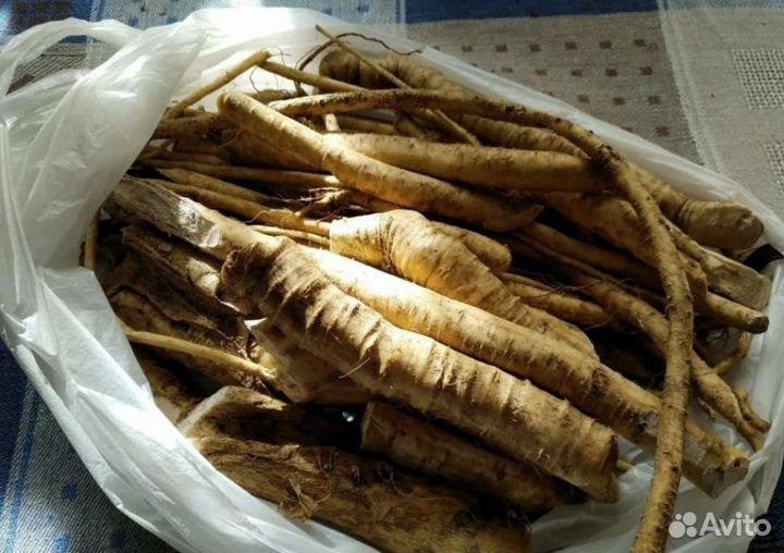 Корень хрена