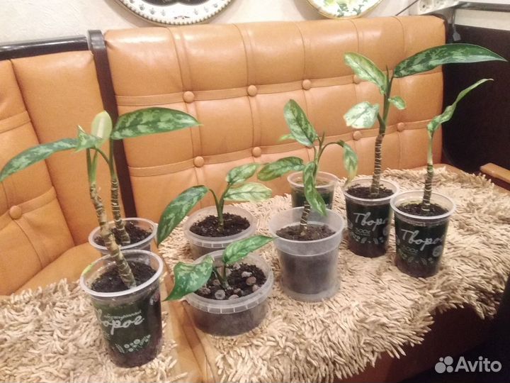 Отростки Пандануса,Аглаонемы,Кактуса,Традесканции