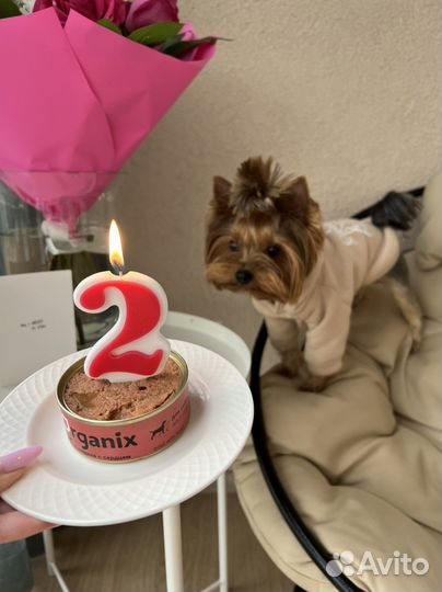 Домашняя передержка собак & кошек LUX + выгулы