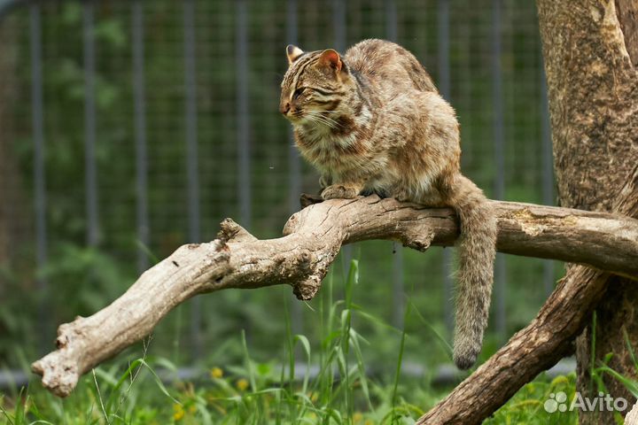 Самая кошачья экскурсия