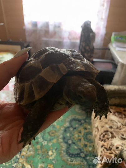 Черепаха