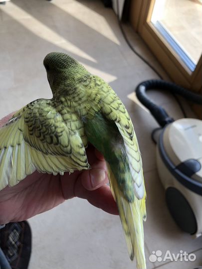 Волнистый попугай