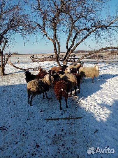 Продам овец