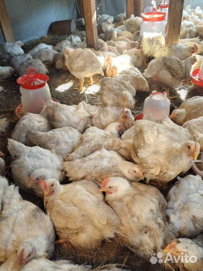 Куры бройлеры живым весом
